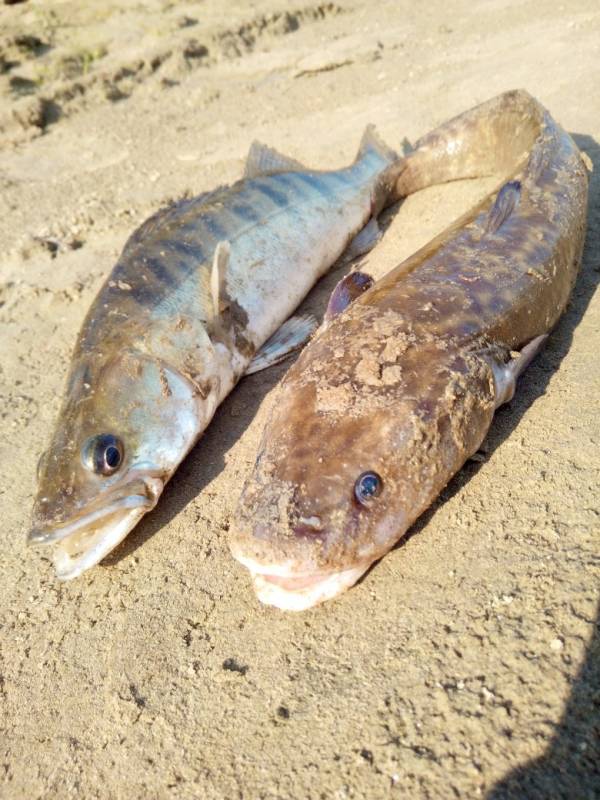 Фотоотчет по рыбе: Налим, Судак. Место рыбалки: Омская область
