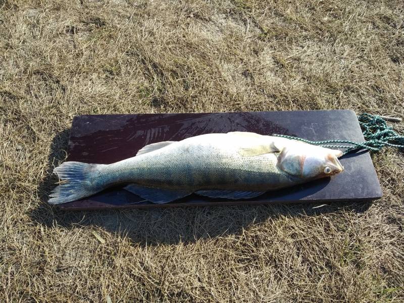 Фотоотчет по рыбе: Судак. Место рыбалки: озеро Кулачье (Омская обл.)