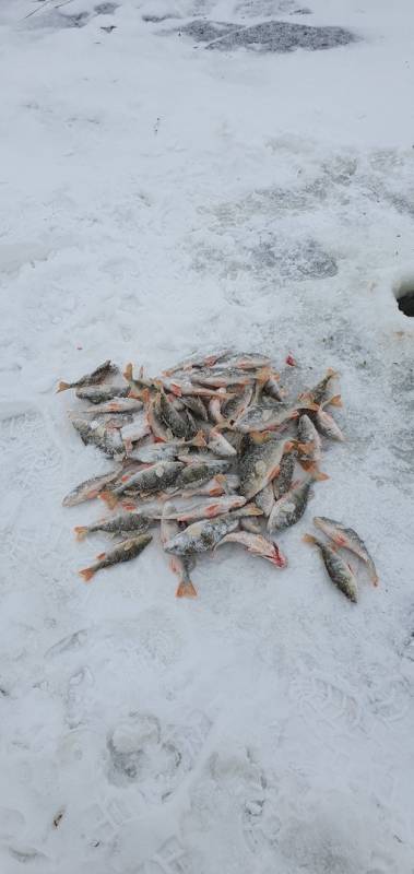 Фотоотчет по рыбе: Окунь. Место рыбалки: озеро Салтаим (Омская обл.)