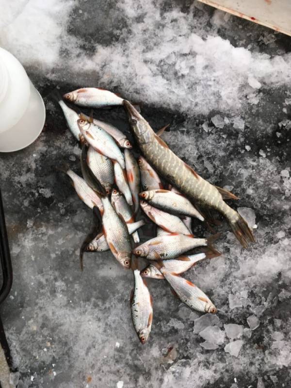 Фотоотчет по рыбе: Щука, Плотва. Место рыбалки: Любинский район