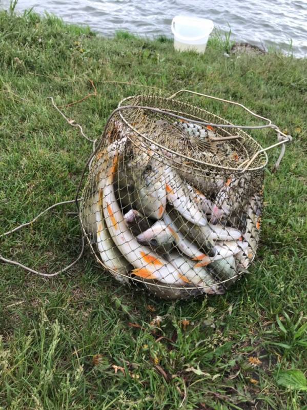 Фотоотчет по рыбе: Окунь. Место рыбалки: Новосибирское водохранилище