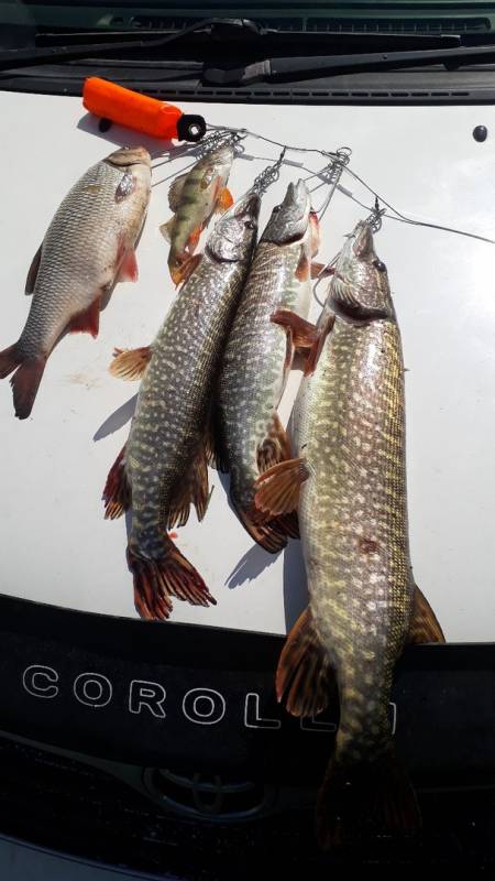 Фотоотчет по рыбе: Щука, Язь, Окунь. Место рыбалки: Кемеровская область