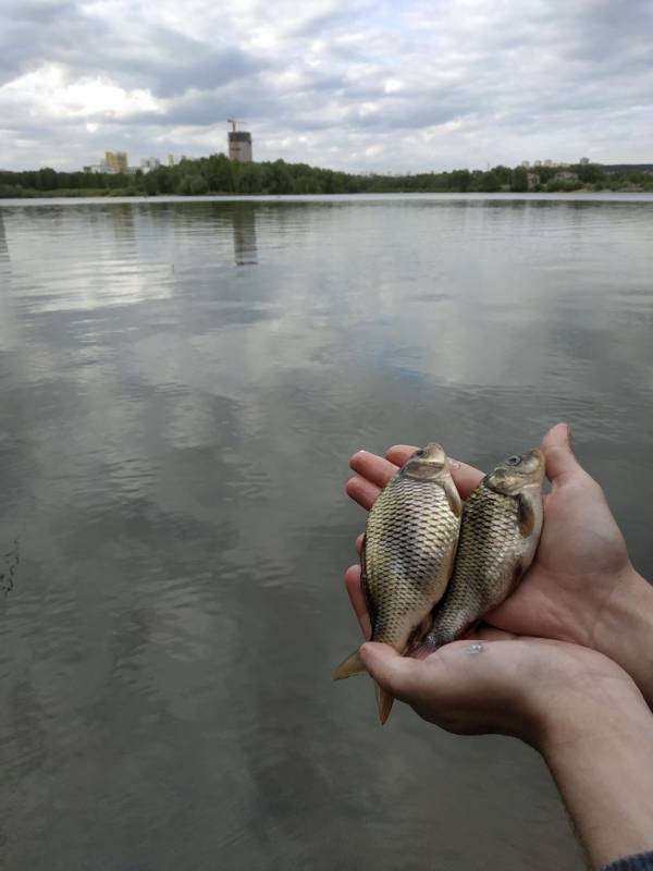 Фотоотчет по рыбе: Карп, Карась. Место рыбалки: Новосибирское водохранилище