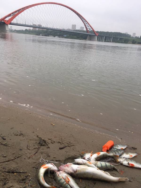 Фотоотчет с рыбалки. Место: Новосибирское водохранилище