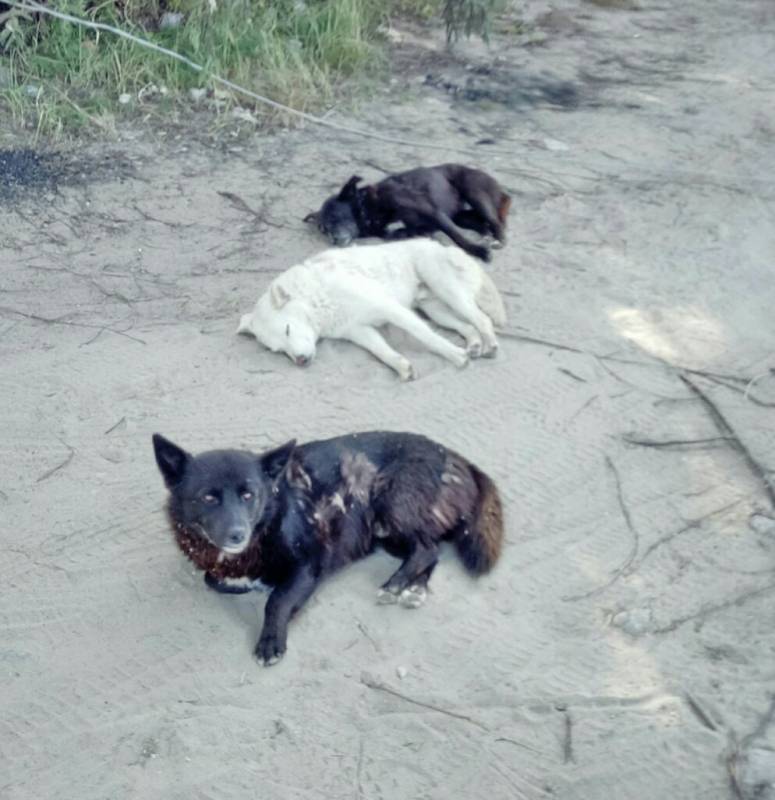 Фотоотчет с рыбалки. Место: Новосибирское водохранилище