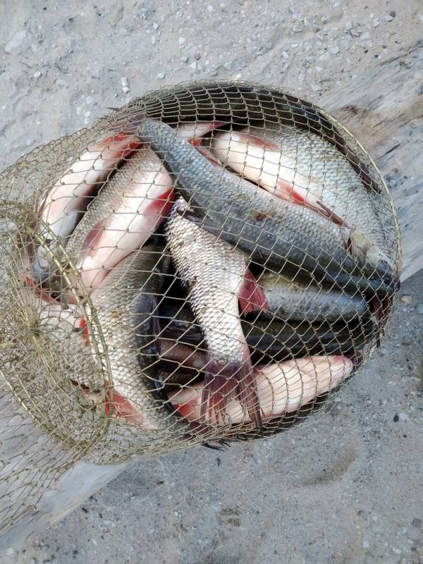 Фотоотчет по рыбе: Язь. Место рыбалки: Новосибирская область