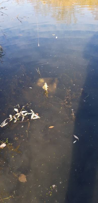 Фотоотчет с рыбалки. Место: Новосибирское водохранилище