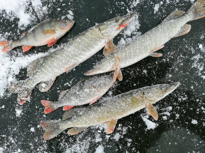 Фотоотчет по рыбе: Щука, Окунь. Место рыбалки: Республика Башкортостан