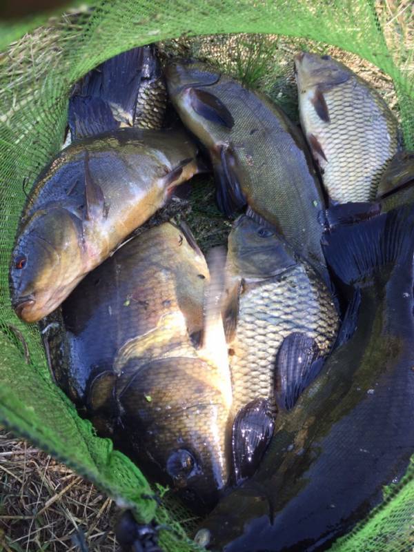 Фотоотчет по рыбе: Карп, Линь. Место рыбалки: Десногорское водохранилище