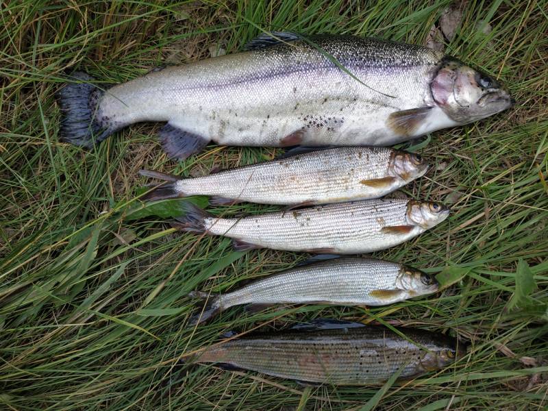 Фотоотчет по рыбе: Семга, Хариус. Место рыбалки: Красноярское водохранилище