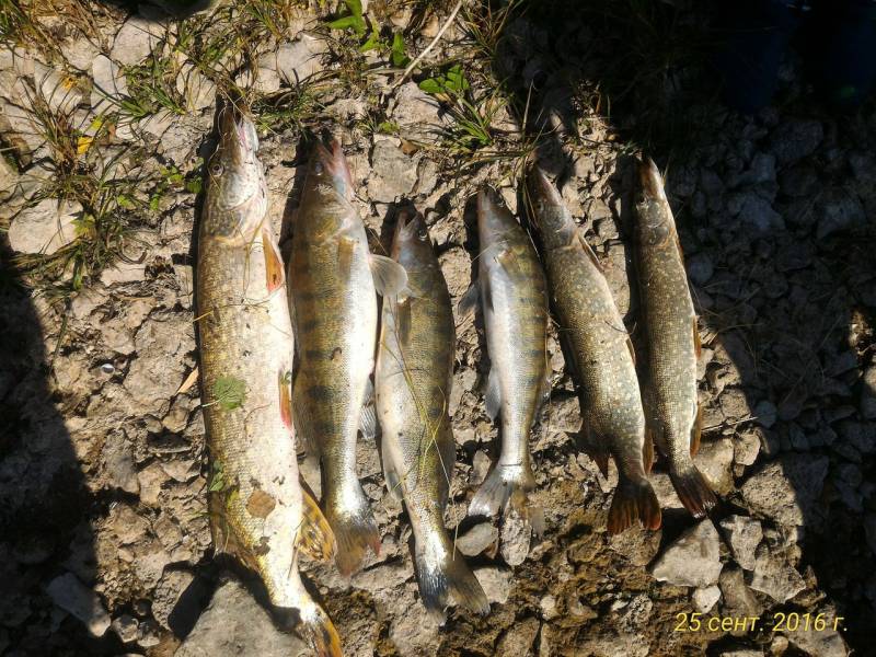 Фотоотчет по рыбе: Щука, Судак. Место рыбалки: Уфа (Башкортостан)